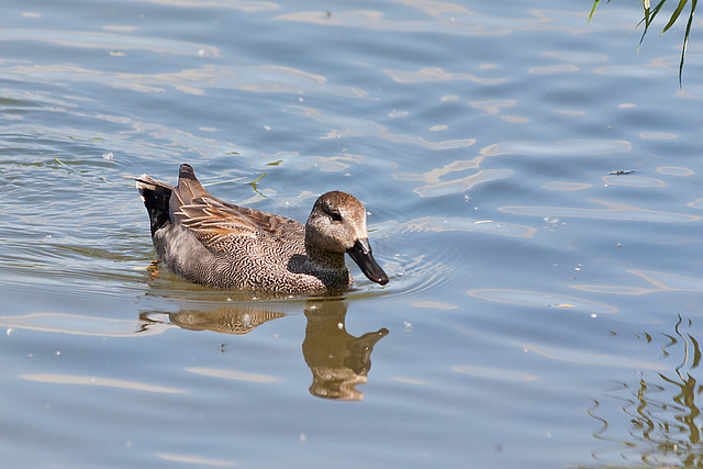 Gadwall