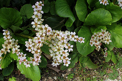 Bergenia'Bressingham White'