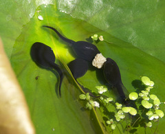 Tadpoles