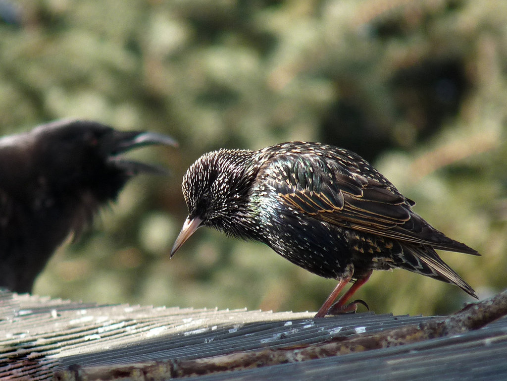 Meeting of the species