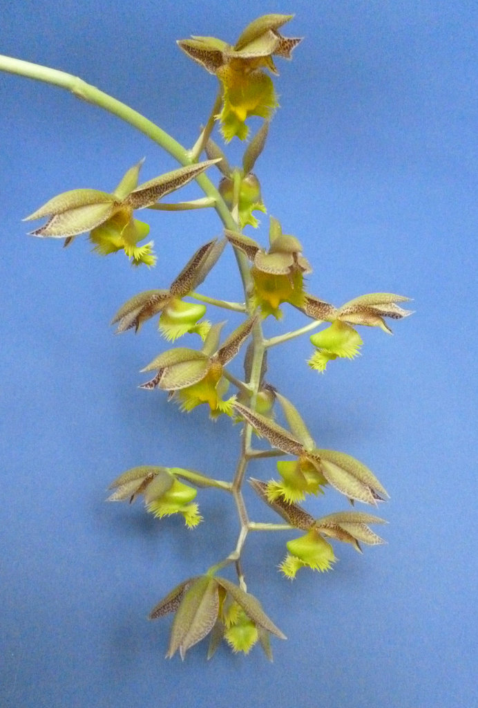 Catasetum fimbriatum