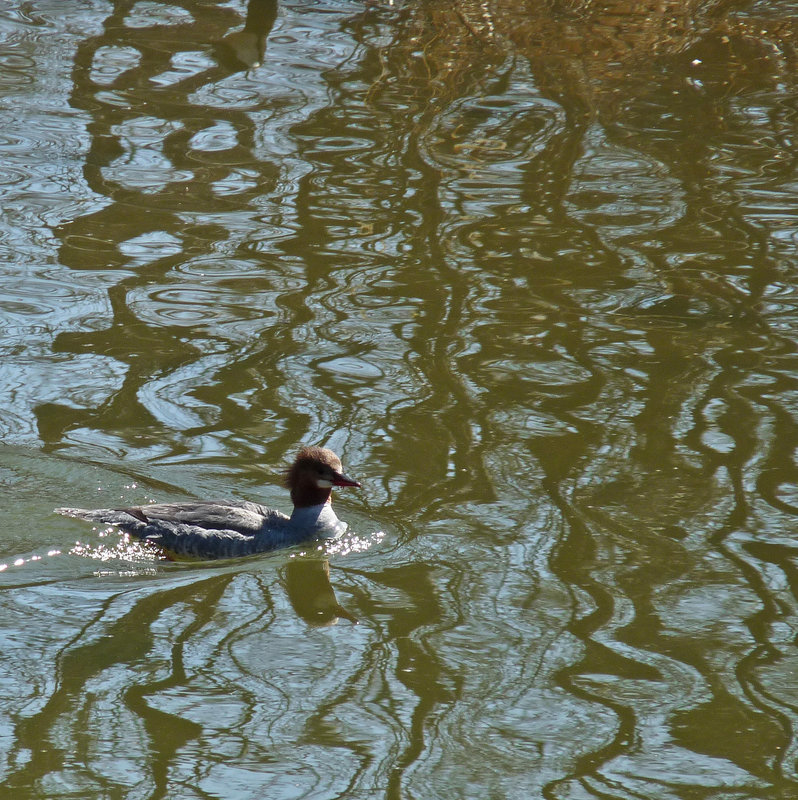 Lost in a sea of reflections