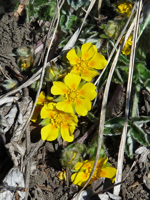 Early Cinquefoil