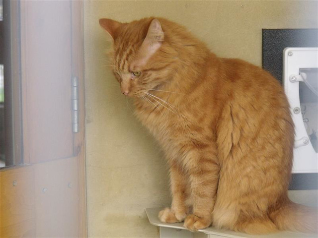 rspcasep5 (1091)