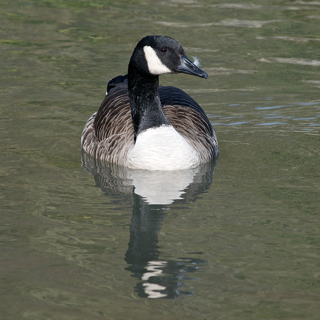 Canada Goose & reflection