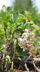 Blühende Preiselbeere [Vaccinium vitis-idaea]