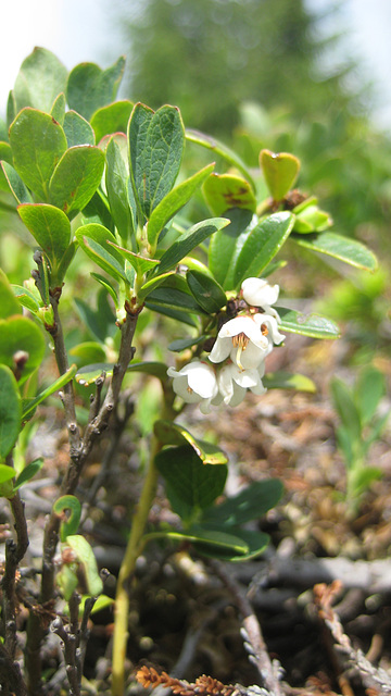Blühende Preiselbeere [Vaccinium vitis-idaea]