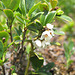 Blühende Preiselbeere [Vaccinium vitis-idaea]