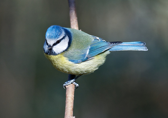 Blue tit