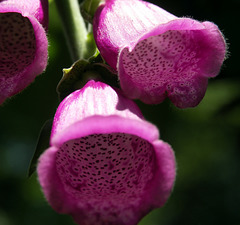 Foxglove