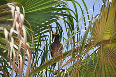 Dubai 2012 – Common Myna