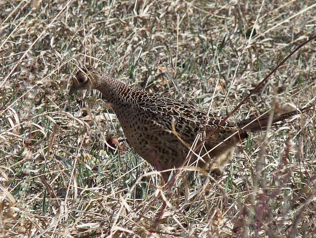 Female Ring-necked Pheasant