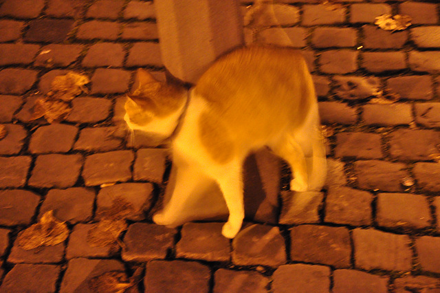 Public cat