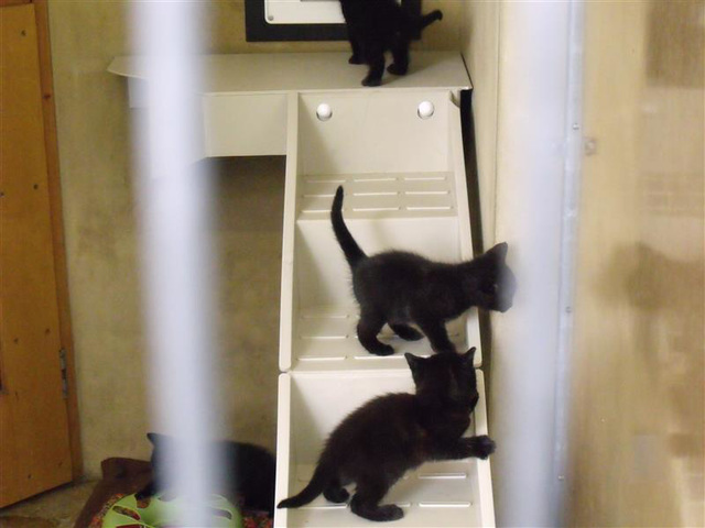 rspcasep5 (1095)