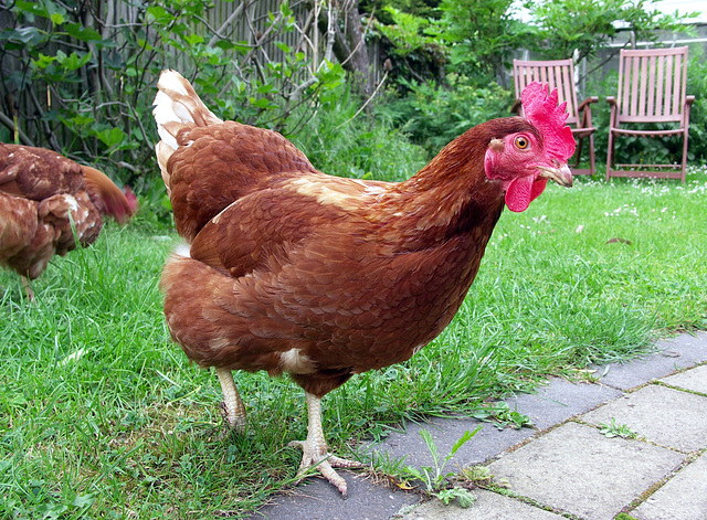 Hen