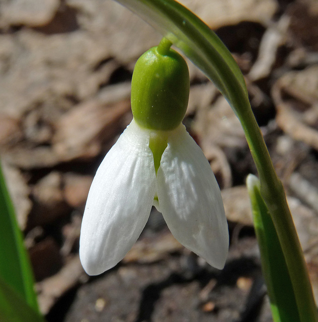 My first Snowdrop