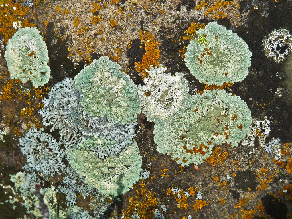 A rock of many colours