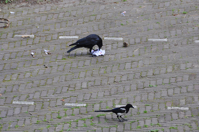 Crow attacking a piece of paper