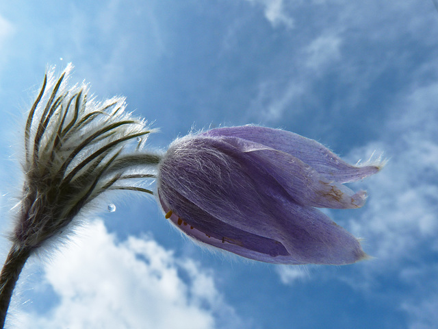 Blowing in the wind