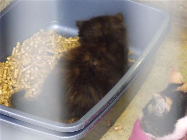 rspcasep5 (1099)
