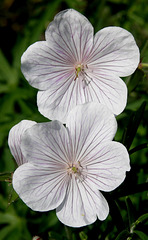 Geranium