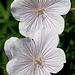 Geranium