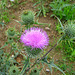Distel [Carduus]