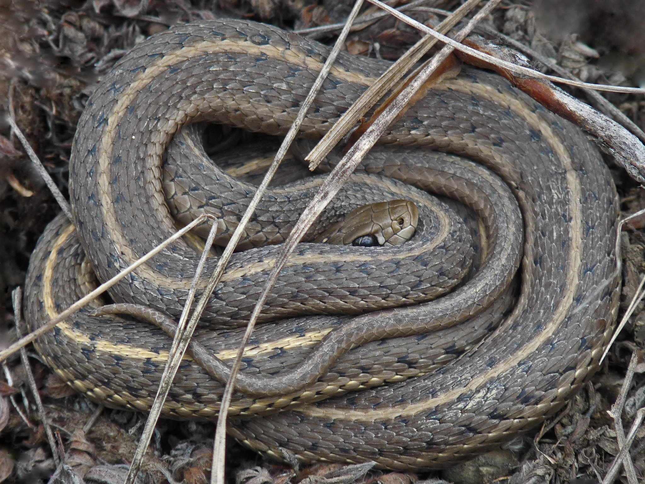 Tightly coiled to keep warm
