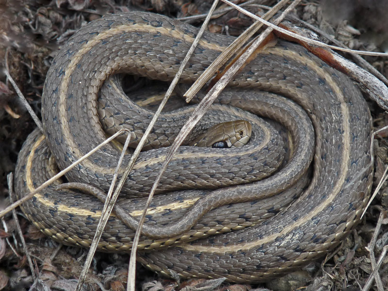 Tightly coiled to keep warm