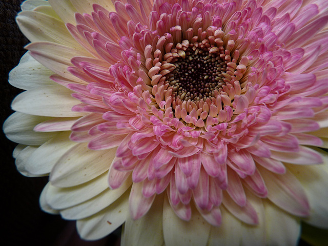 Cream, pink and coral