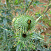 Knospe einer Distel