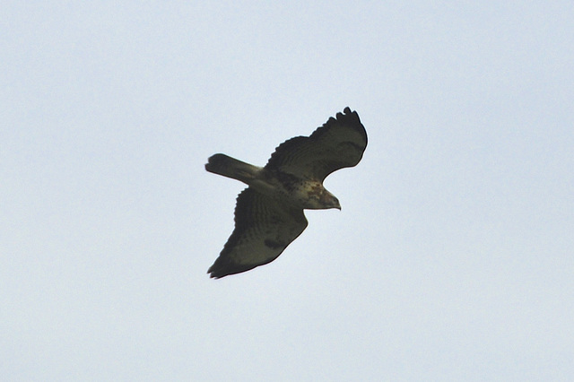 Zeeuws-Vlaanderen – Bird of prey
