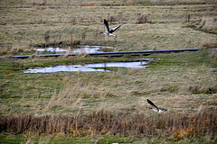 Zeeuws-Vlaanderen – The drowned land of Saeftinge