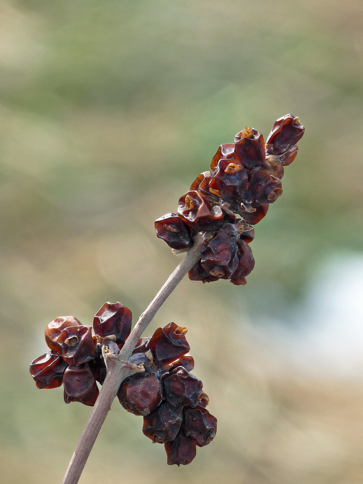 Buckbrush berries