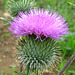 Distelblüte