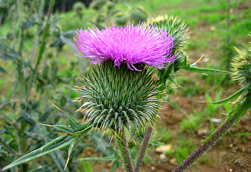 Distelblüte