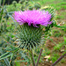 Distelblüte
