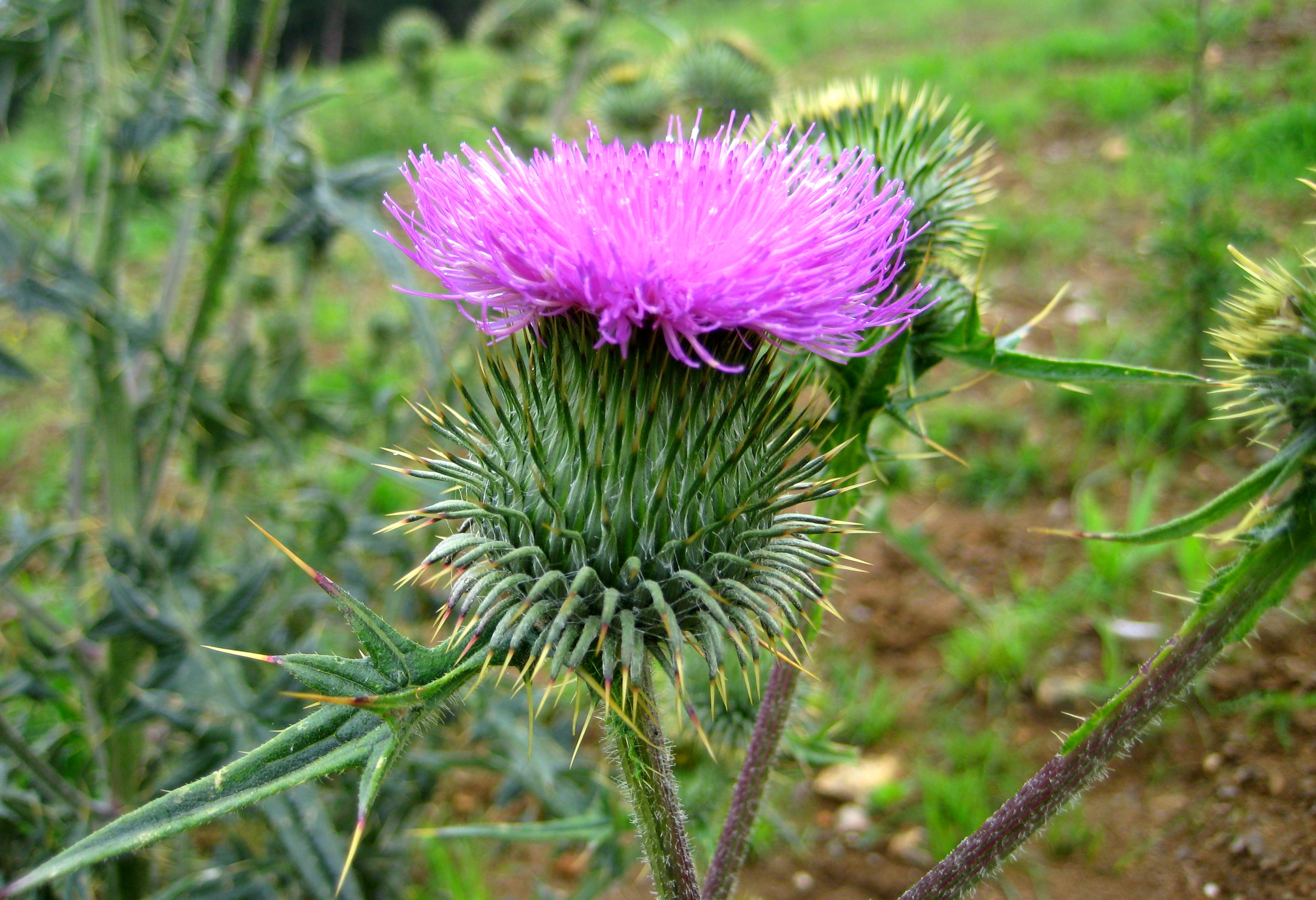 Distelblüte