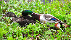 Married life of Ducks