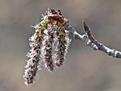 Trembling Aspen