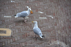 Who is the strongest Gull