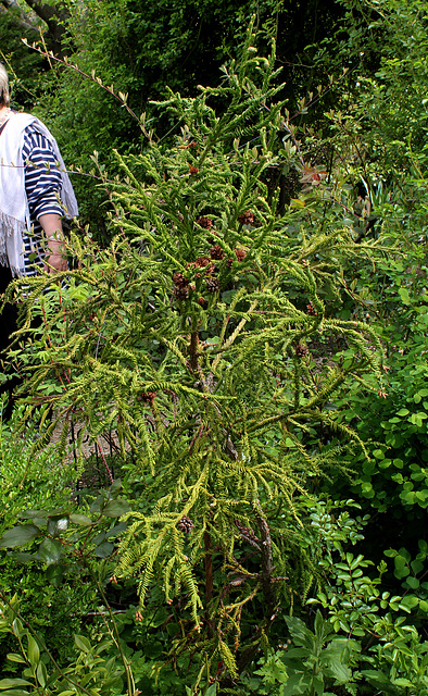 Cryptomeria japonica 'Spiralis ' 'Rasen Sugi'