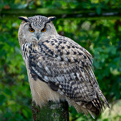 Eagle Owl