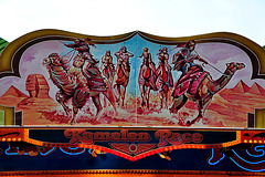 The Relief of Leiden – Camel race
