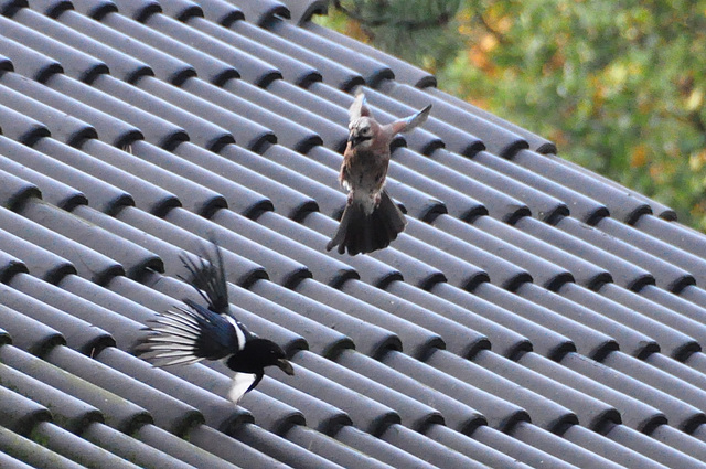 Magpie vs Jay