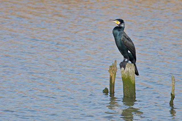 Cormorant