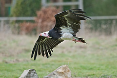 Vulture in low level flight