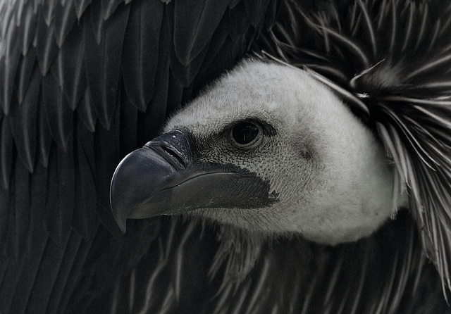 Vulture