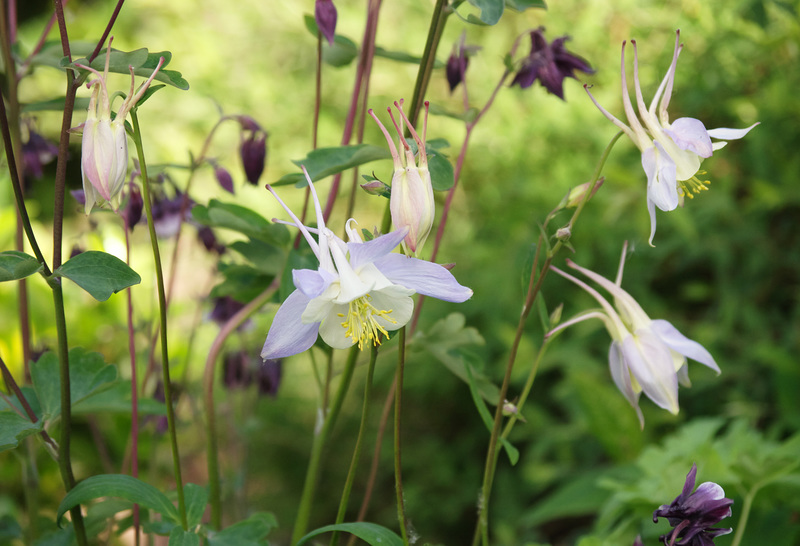 The dance of the columbines - La danse des ancolies