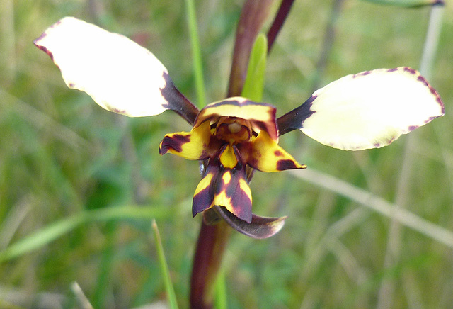 diuris pardina